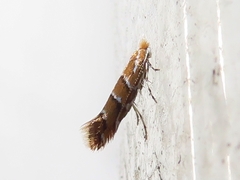 Cameraria ohridella