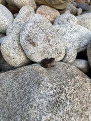 Rana luteiventris
