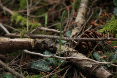 Goodyera oblongifolia