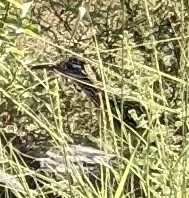 Geococcyx californianus