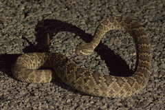 Crotalus scutulatus