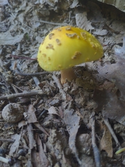 Validae
