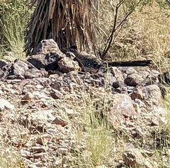 Geococcyx californianus