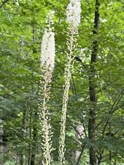 Actaea