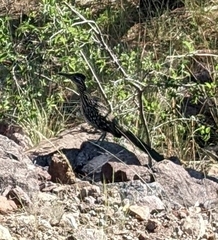 Geococcyx californianus