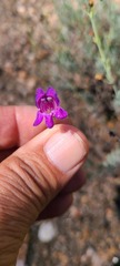 Penstemon californicus