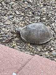 Terrapene carolina triunguis