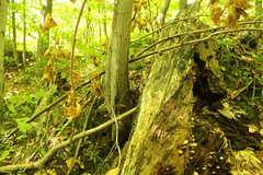 Fomitopsidaceae