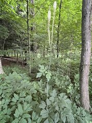 Actaea
