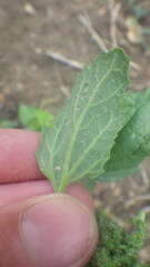 Chenopodiastrum murale