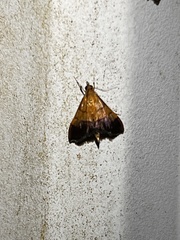 Pyrausta bicoloralis
