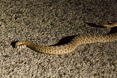 Crotalus scutulatus