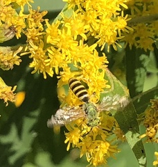 Agapostemon virescens