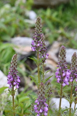 Pedicularis