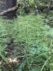 Equisetum