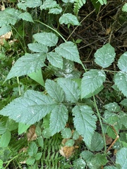 Rubus ursinus
