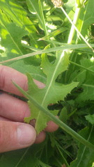 Sonchus arvensis arvensis