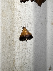 Pyrausta bicoloralis
