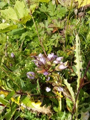 Gentianella aspera