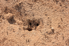 Pogonomyrmex rugosus