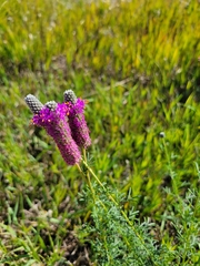 Dalea purpurea