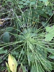 Equisetum