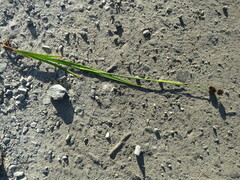 Juncus ensifolius