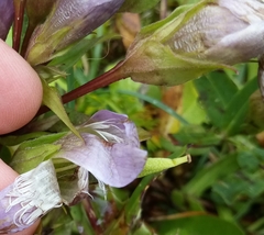 Gentianella aspera