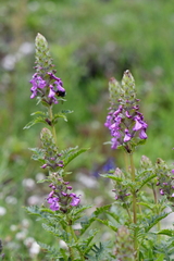 Pedicularis