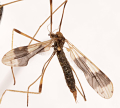 Erioptera venusta