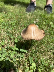 Conocybe apala