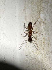 Camponotus castaneus