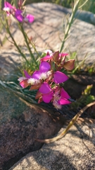 Polygala bracteolata