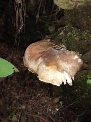 Russula amoenolens