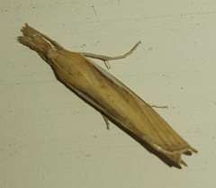 Agriphila tristella
