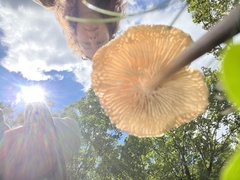 Conocybe apala