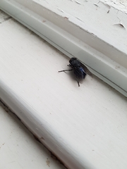 Calliphora quadrimaculata