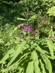 Vernonia gigantea
