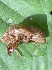 Neotibicen canicularis