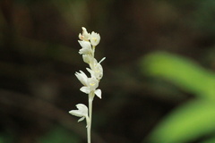 Cephalanthera austiniae