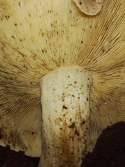 Russula amoenolens
