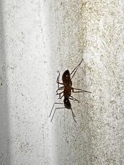 Camponotus castaneus