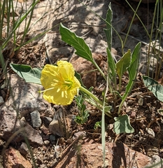 Oenothera brachycarpa