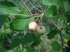 Malus sylvestris