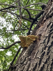 Laetiporus sulphureus