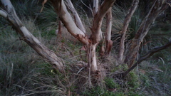 Eucalyptus fasciculosa