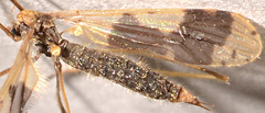 Erioptera venusta