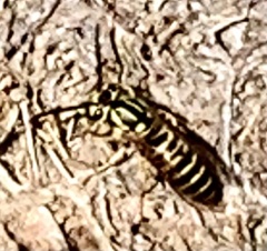 Vespula squamosa