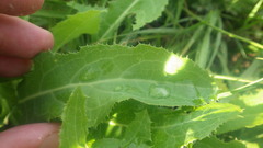 Sonchus arvensis arvensis