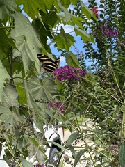 Heliconius charithonia